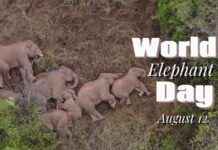 Harmonizing Human-Elephant Relations with New Technologies news-13082024-060009