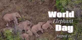 Harmonizing Human-Elephant Relations with New Technologies news-13082024-060009