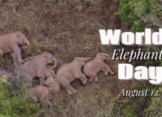 Harmonizing Human-Elephant Relations with New Technologies news-13082024-060009