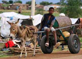 African Union Bans Donkey Hide Trade with China: Reasons and Implications news-14082024-161308