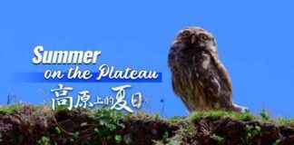 Exploring the Unique Raptors of the Plateau: Summer Adventures in a Small Package news-14082024-221334