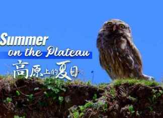 Exploring the Unique Raptors of the Plateau: Summer Adventures in a Small Package news-14082024-221334