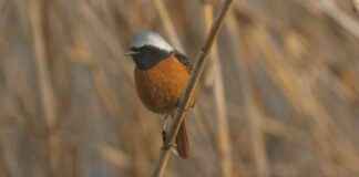Guardian of Shanghai’s First World Heritage Site: The Bird-Whistling Protector news-18082024-112051