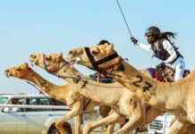 Empowering Saudi Women in Camel Racing: A Baden-Württemberg Woman’s Mission news-27092024-140442