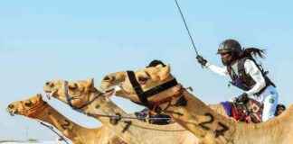 Empowering Saudi Women in Camel Racing: A Baden-Württemberg Woman’s Mission news-27092024-140442