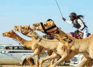 Empowering Saudi Women in Camel Racing: A Baden-Württemberg Woman’s Mission news-27092024-140442