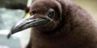 Giant Penguin Chick Pesto Becomes a Crowd-Pleaser | wetter.com news-28092024-123143