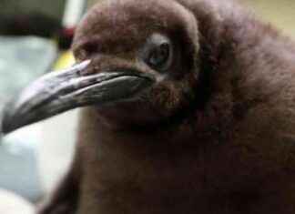 Giant Penguin Chick Pesto Becomes a Crowd-Pleaser | wetter.com news-28092024-123143