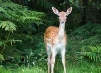 Teaching Animal Respect in Primary School: Importance of Bambi on Screen news-04102024-215957