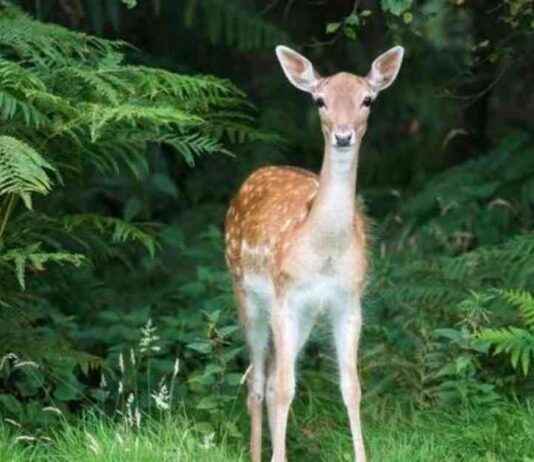 Teaching Animal Respect in Primary School: Importance of Bambi on Screen news-04102024-215957