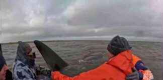 Rescue Team Successfully Saves Stranded Orca Family news-05102024-160539