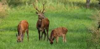 Second Hunting Window Opened for Red Deer: What You Need to Know news-09102024-171011