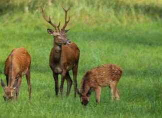Second Hunting Window Opened for Red Deer: What You Need to Know news-09102024-171011