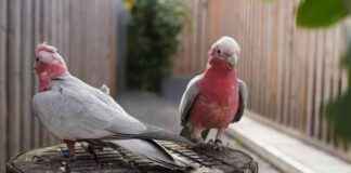 Kakadu von Bauer zurück in Gossau: Baum-schütteln und Rückkehr news-12102024-235847
