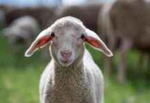 Improving Animal Welfare to Prevent the Next Pandemic: FOUR PAWS Takes Action at World Health Summit news-16102024-032745