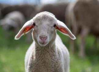 Improving Animal Welfare to Prevent the Next Pandemic: FOUR PAWS Takes Action at World Health Summit news-16102024-032745