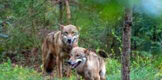 Kanton St. Gallen Culls Two Young Wolves from Schilt Pack news-22102024-173713