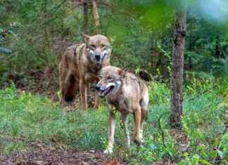 Kanton St. Gallen Culls Two Young Wolves from Schilt Pack news-22102024-173713