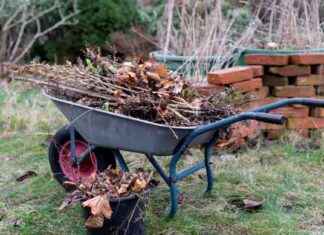 Transforming Your Compost Heap into a Garden Fertilizer Miracle news-28102024-131759