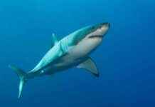 Shark Attacks Surfer in Hawaii | Latest News and Updates news-05112024-222826