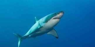 Shark Attacks Surfer in Hawaii | Latest News and Updates news-05112024-222826