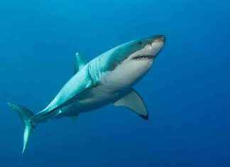 Shark Attacks Surfer in Hawaii | Latest News and Updates news-05112024-222826