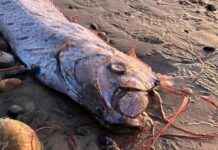 Is the Deep-Sea Serpent Monster a Sign of Doom for Another Dead Oarfish? news-20112024-071910