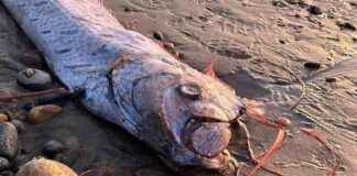 Is the Deep-Sea Serpent Monster a Sign of Doom for Another Dead Oarfish? news-20112024-071910