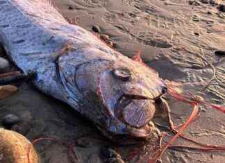 Is the Deep-Sea Serpent Monster a Sign of Doom for Another Dead Oarfish? news-20112024-071910