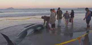 Safe Return to the Sea: Over 30 Whales Stranded in New Zealand | wetter.com news-26112024-105449