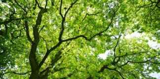 COP16: Insufficient Commitments for Biodiversity – Plants and Health cop16-nsufficient-commitments-for-biodiversity-plants-and-health