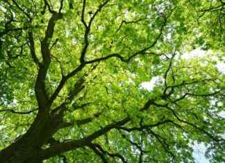 COP16: Insufficient Commitments for Biodiversity – Plants and Health cop16-nsufficient-commitments-for-biodiversity-plants-and-health