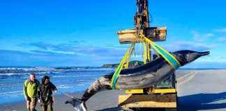 Dissection d’une baleine rare en Nouvelle-Zélande: Analyse approfondie news-02122024-154717