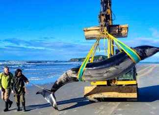 Dissection d’une baleine rare en Nouvelle-Zélande: Analyse approfondie news-02122024-154717