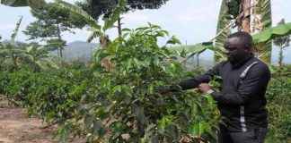 Rwandan Coffee Cooperative Combats Soil Erosion Through Sustainable Farming Practices at COP16 news-03122024-160303