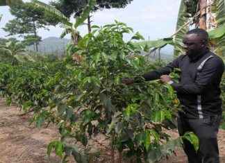 Rwandan Coffee Cooperative Combats Soil Erosion Through Sustainable Farming Practices at COP16 news-03122024-160303