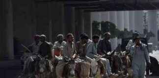 Is Donkey Farming Profitable in Pakistan? s-donkey-farming-profitable-in-pakistan
