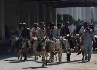 Is Donkey Farming Profitable in Pakistan? s-donkey-farming-profitable-in-pakistan